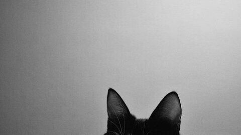 imlatenightmood's tweet photo. black
cat

#mygalleryy https://t.co/EBpKWhbBxk