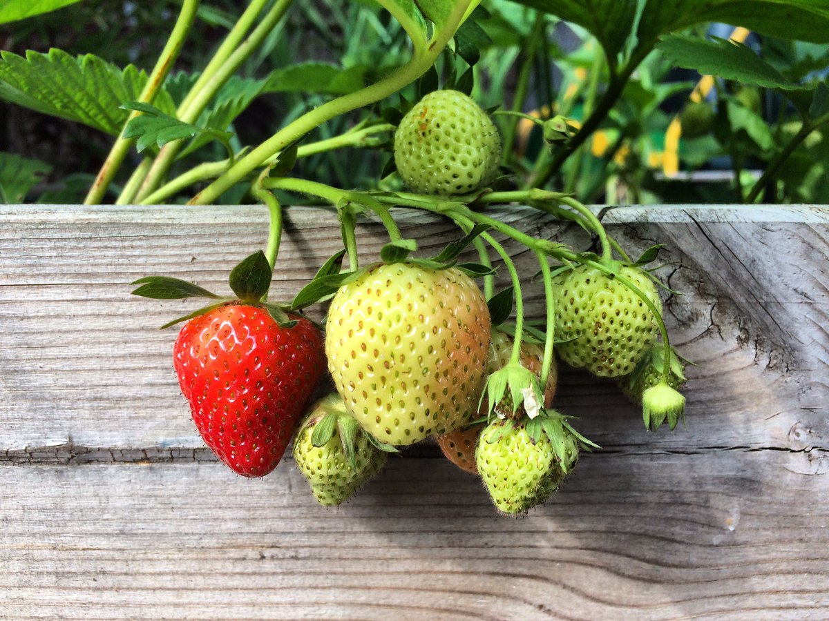 mveldhuis76's tweet photo. Onze eerste rijpe #aarbei #vaneigenbodem #moestuin 🍓😁 @vitalemoestuin @MMoestuin https://t.co/f3z4b8lTXw