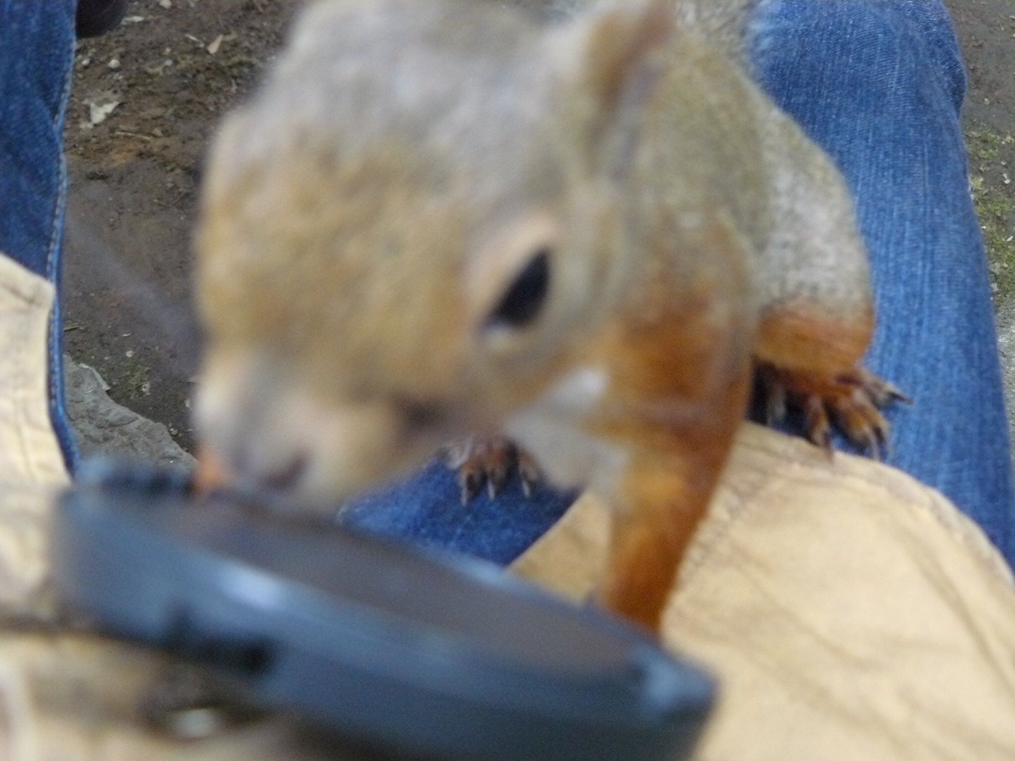 野良の黒猫 Indigoshachou57 4枚目これむしろキツネがカメラマンなんじゃないかって錯覚起こしそうwww 2 3枚目のリス は野生ですよねs W 凄いこんな近付いてくるものなんですね 生で見てみたいなあ Twitter