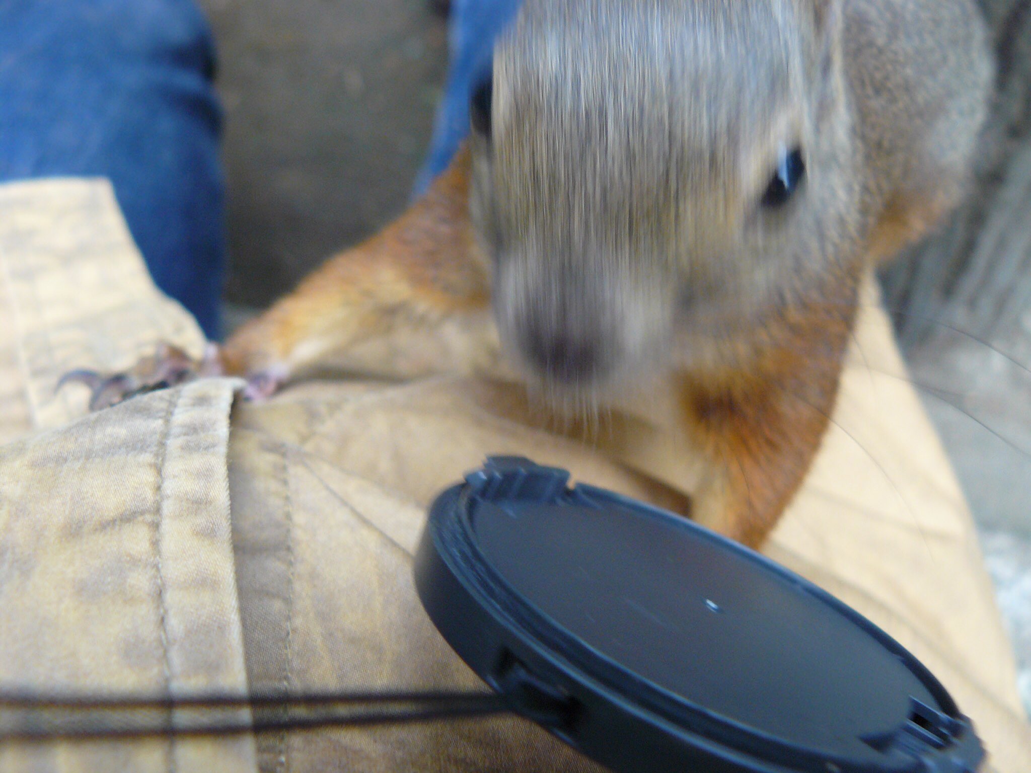 野良の黒猫 Indigoshachou57 4枚目これむしろキツネがカメラマンなんじゃないかって錯覚起こしそうwww 2 3枚目のリス は野生ですよねs W 凄いこんな近付いてくるものなんですね 生で見てみたいなあ Twitter