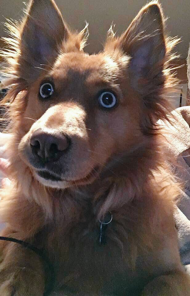 justpupthings's tweet photo. Realizing it's Tuesday but actually the Monday of week😱 https://t.co/s0l0b3YHs9