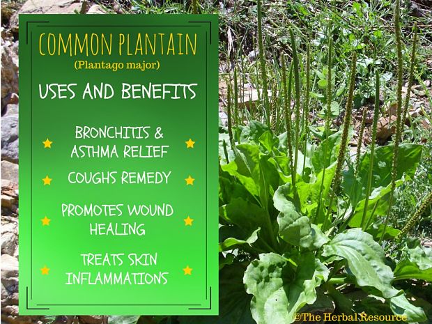 EXTRASHADE's tweet photo. Plantain Herb Uses and Health Benefits. https://t.co/aKtYqHbirs #richskin #healthyhabits
#skinstyle #richcomplexion #louveurskin #skintips https://t.co/XVg1Tpk2Lj