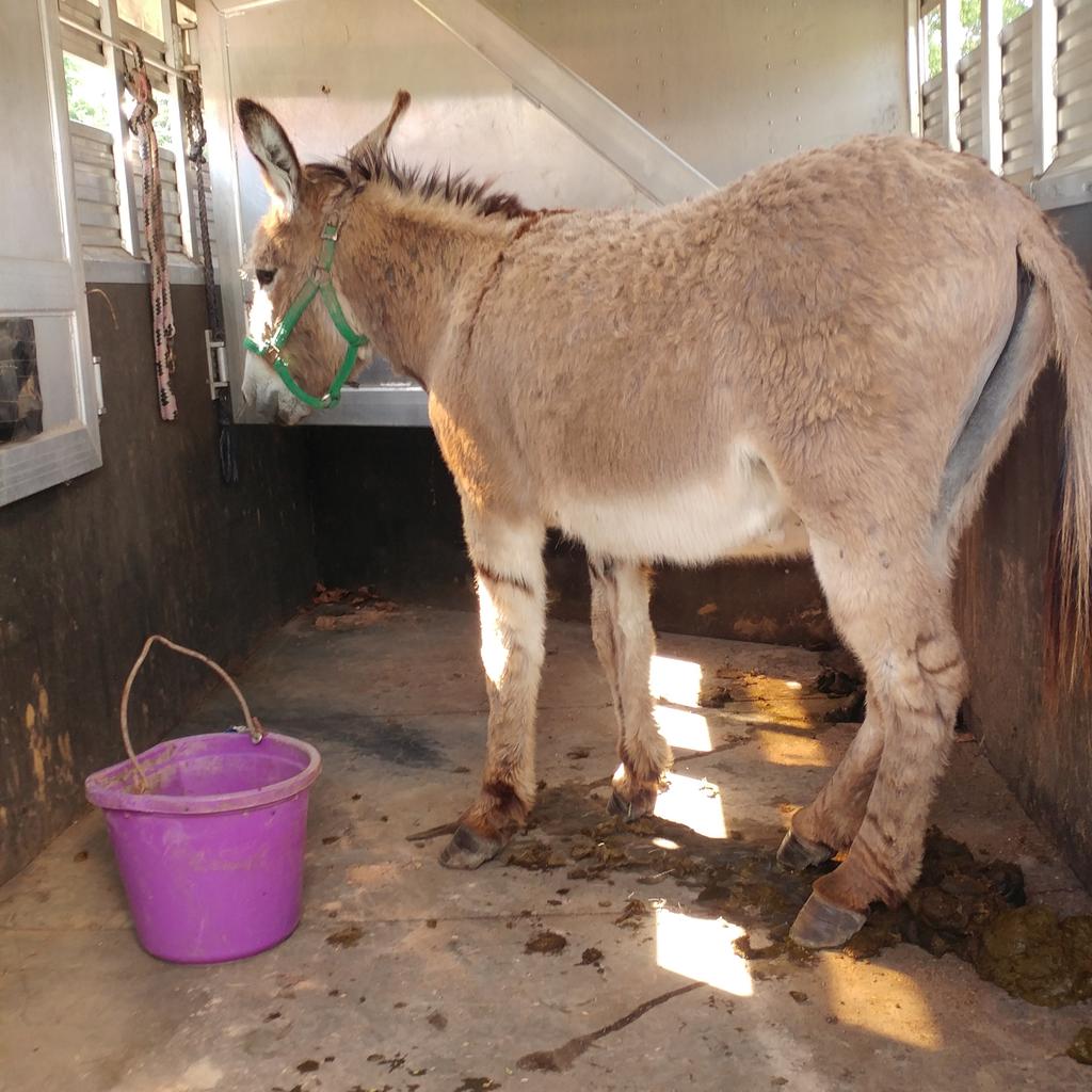 Jewel_Thomas_PB's tweet photo. This took over an hour to accomplish. Oscar was easy to load, hard to catch. New farm owners almost had a new donkey! #baddonkey https://t.co/5Shri2FGih