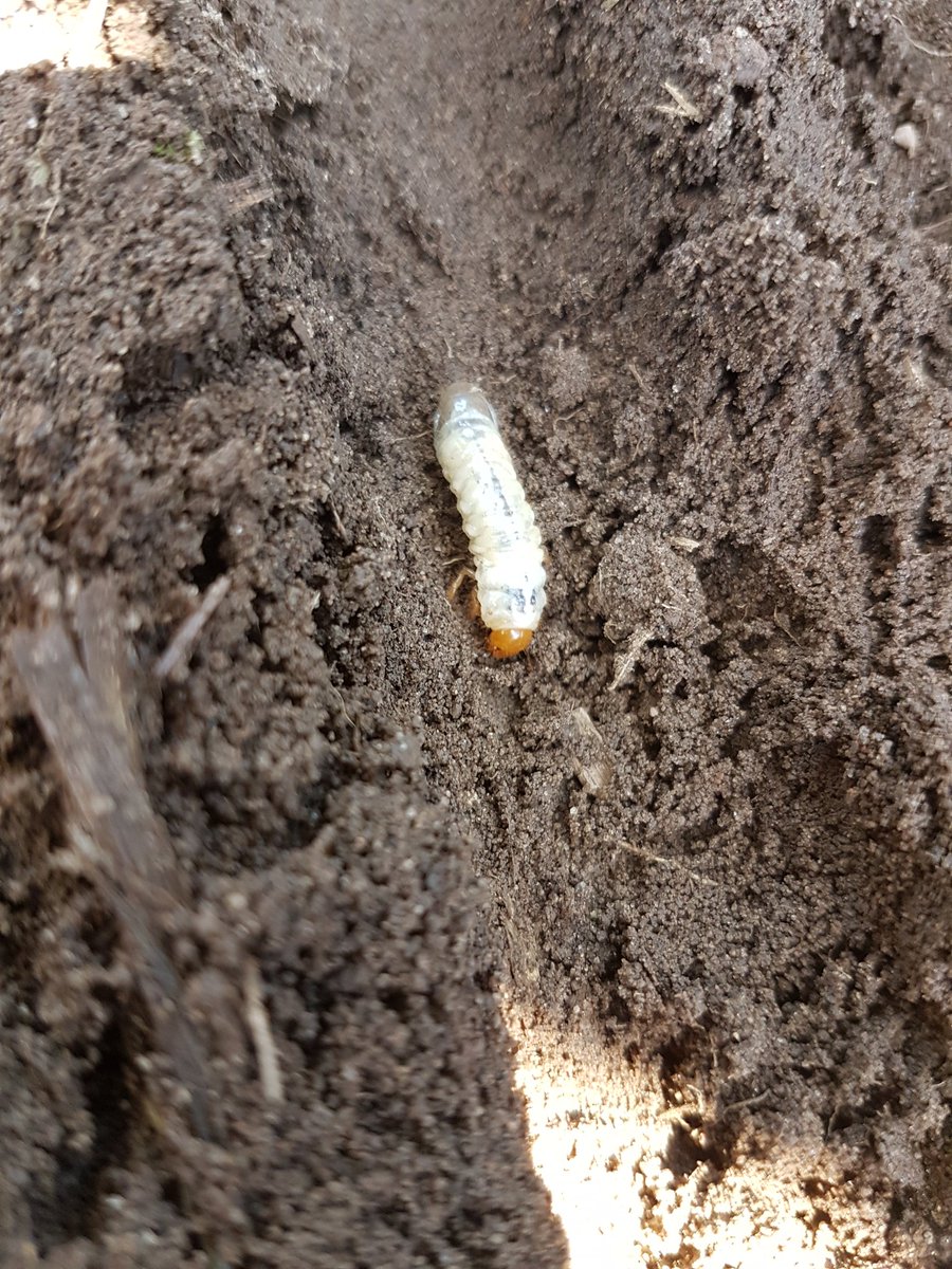 Pasztor79's tweet photo. Why do we use treated seed? Because of these #grainbugs Target the pest and save the beneficials like bees, butterflies, ladybugs etc #ontag https://t.co/y4w4JlCWit