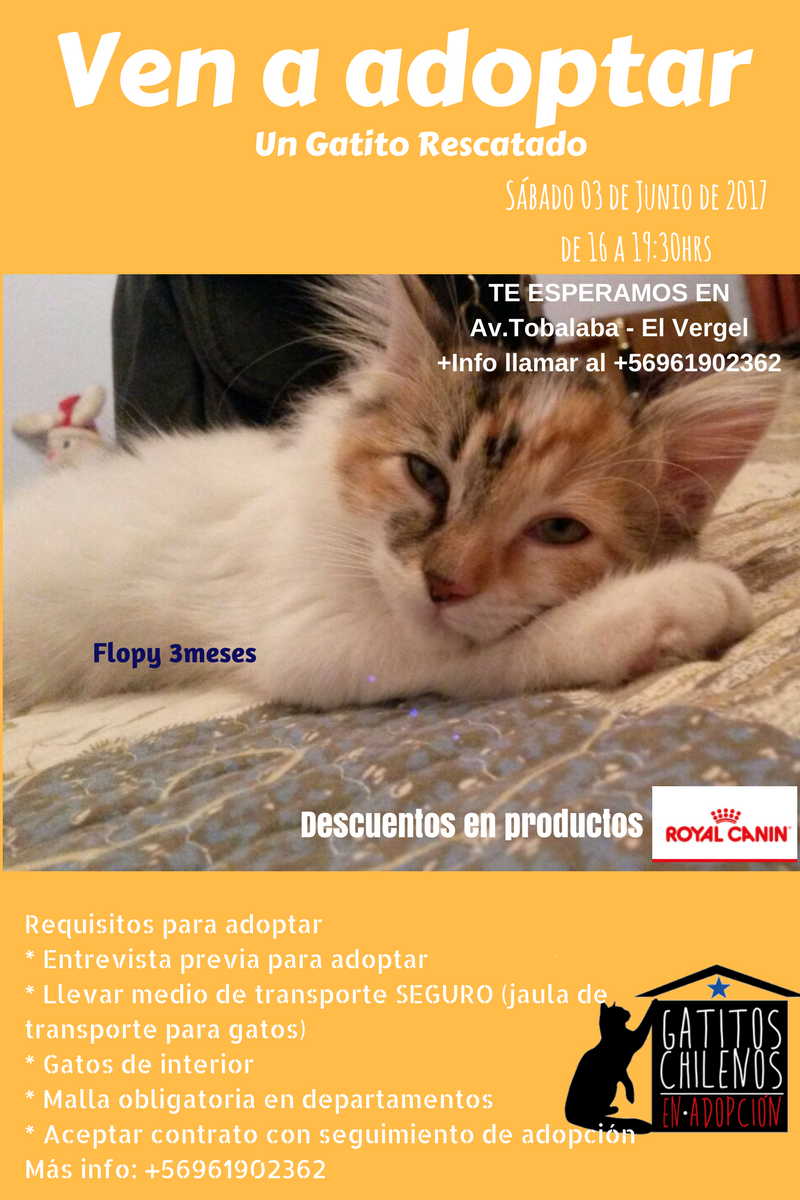 GATITOSCHILENOS's tweet photo. xfavor #Difusion de nuestra #JornadaAdopcion #GatitosEsterilizados #GatitosJuvenilesYCachorros Sab 3Junio #MetroColon #MercadoDays RT https://t.co/fZZyYD77mF