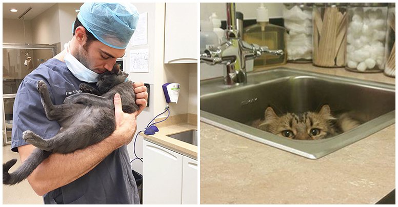 TapoosNetworks's tweet photo. Looking for a Real Job? This Company Will Pay You to Cuddle With Cats All Day
#tapoos #giveahoot #careers #bestjobs

https://t.co/IwgAYaGpBo https://t.co/kLU48QBPkg