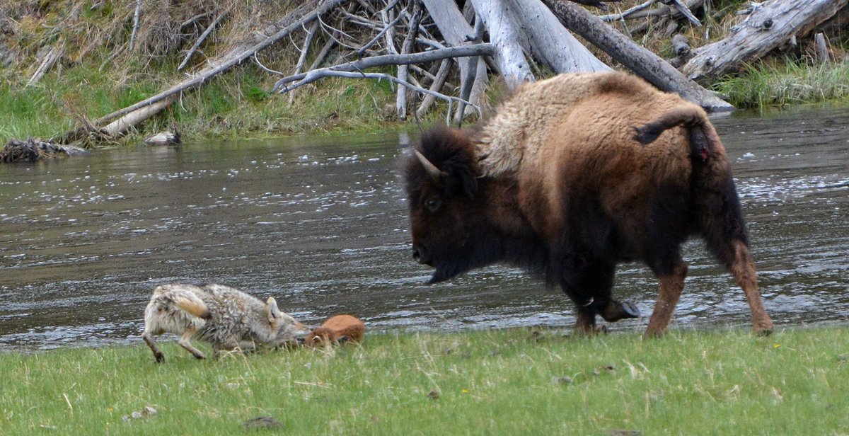 Coyote bites calf as mother bison approaches.