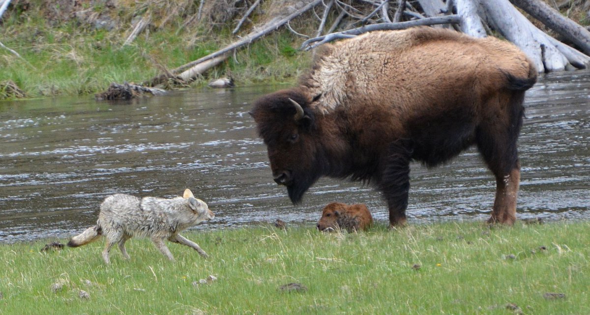 Mother bison stares at coyote as she hovers protectively over her calf.