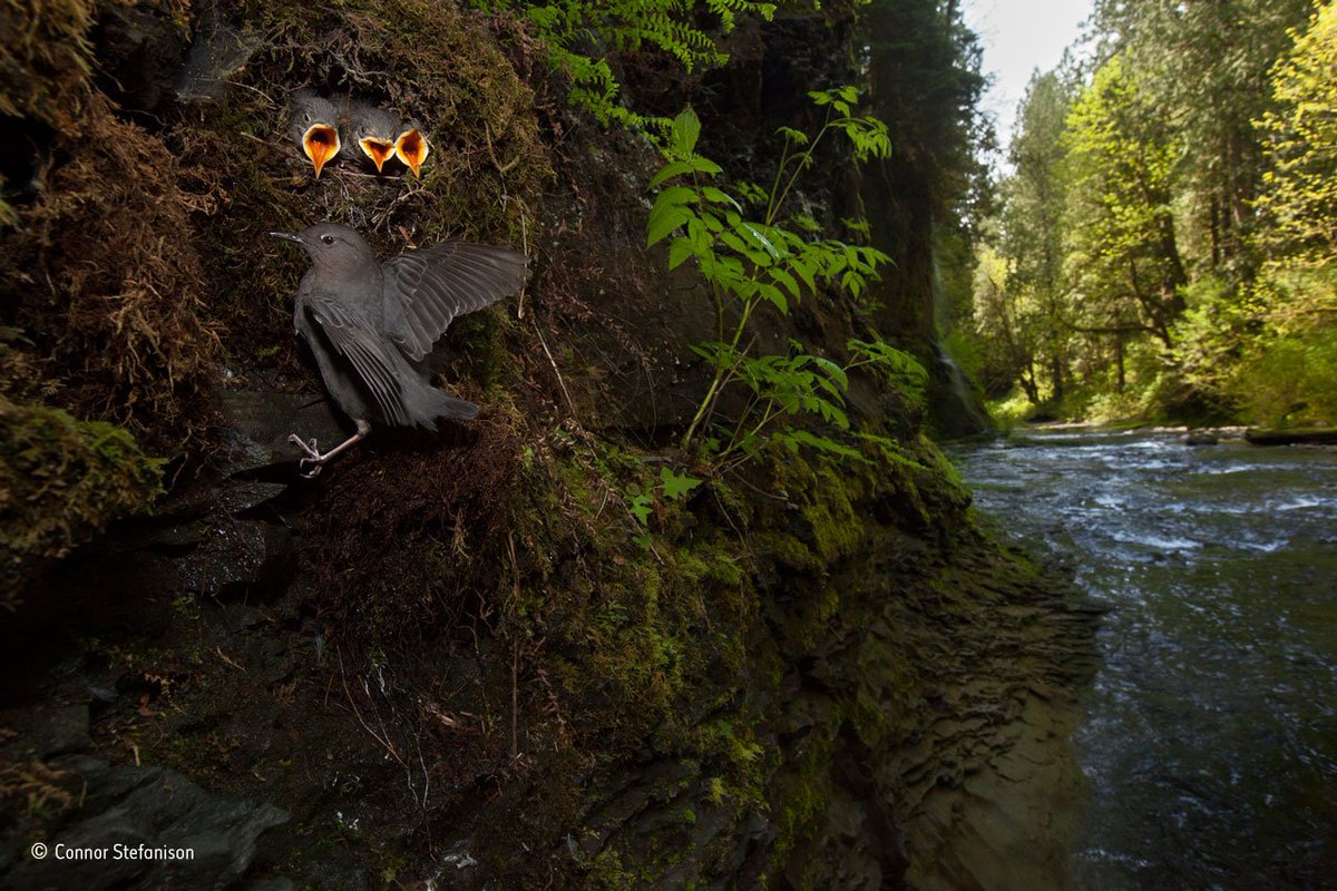 NHM_London's tweet photo. Continuing #WPY_Spring theme for #TaxonomyTuesday, Connor's image of American dippers (Cinclus mexicanus) feeding their hungry chicks https://t.co/B9ZNWhv5fW