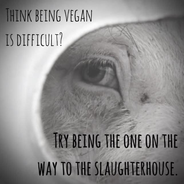 Think being vegan is difficult? Try being the one in the slaughterhouse. #govegan #vegan