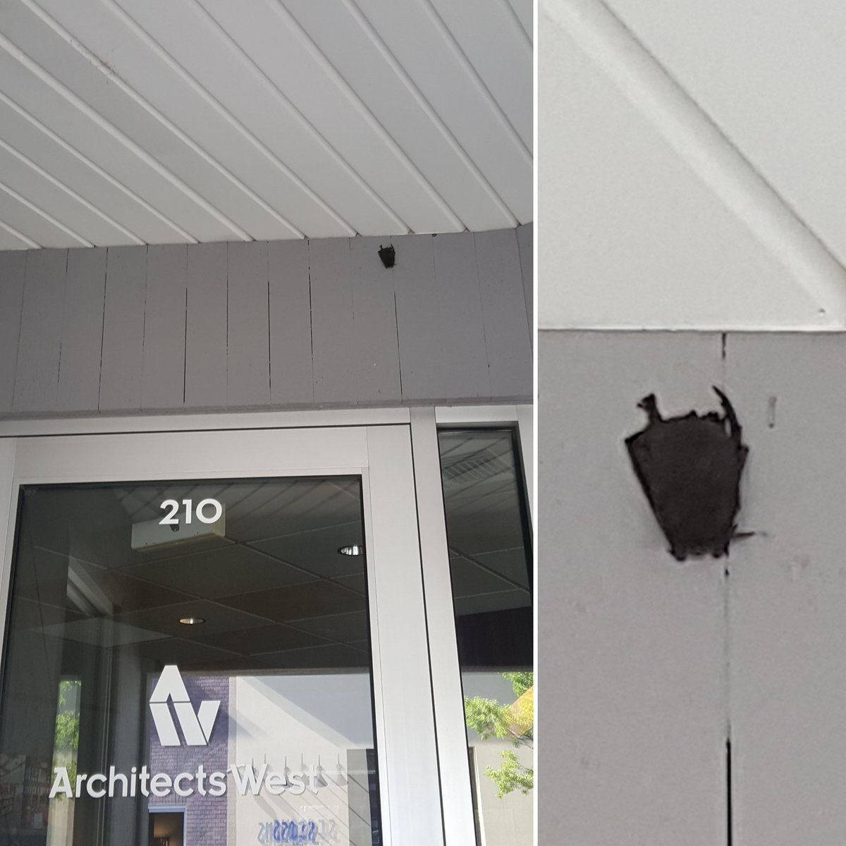 Our little bat friend is back. See, everyone loves to visit Architects West :)