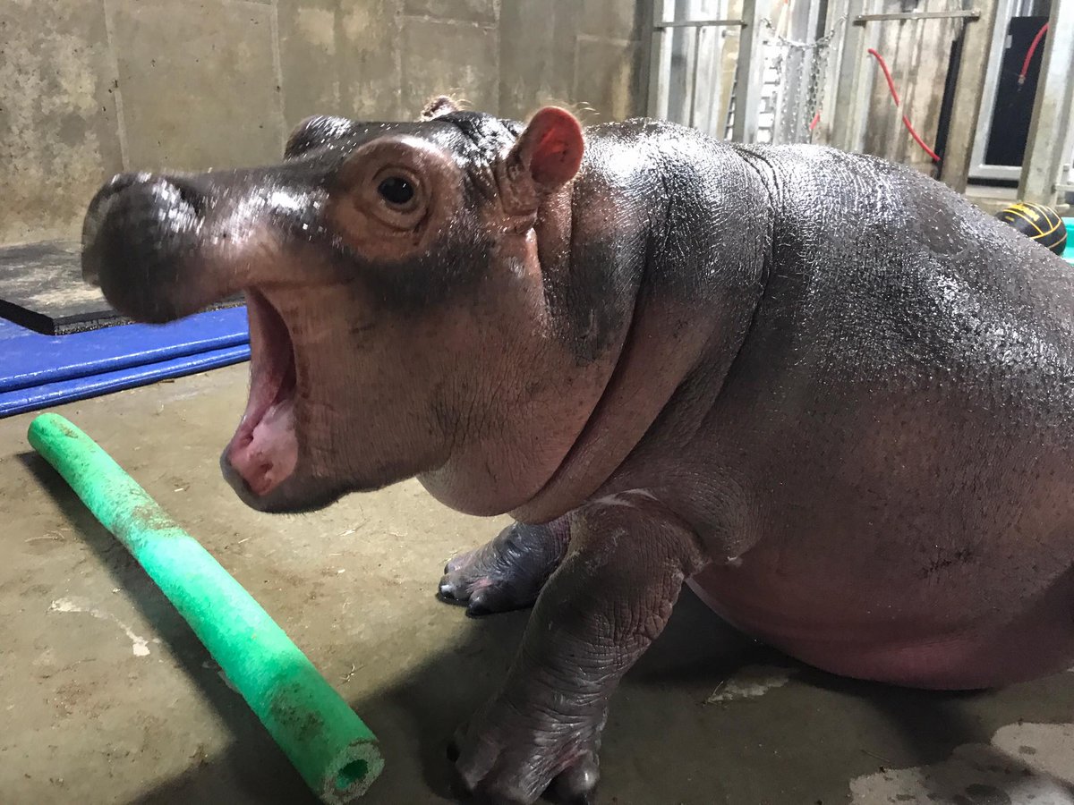 CincinnatiZoo's tweet photo. Fiona is usually pretty quiet but keepers have heard vocalizations incl. grunts &amp; even a bellow in response to the adults' contact calls! https://t.co/PYIoUoYqPb