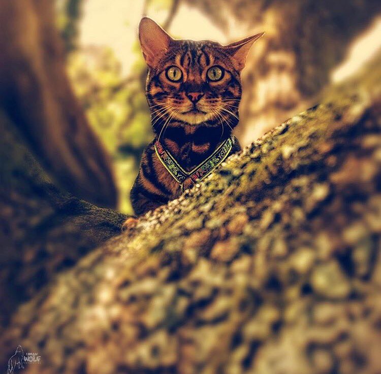campingwithcats's tweet photo. #cathaiku
Am v scared rn.
Thought I was being followed. 
Was a leaf; still scared. 
#campingwithcats @uwp_uk https://t.co/0esBMActBx
