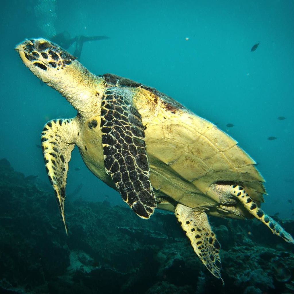 scubafish_'s tweet photo. And another one for #turtletuesday 🐢 the mighty Hawksbill 🇹🇭 #turtleaddict https://t.co/H8ix1nN3Ib