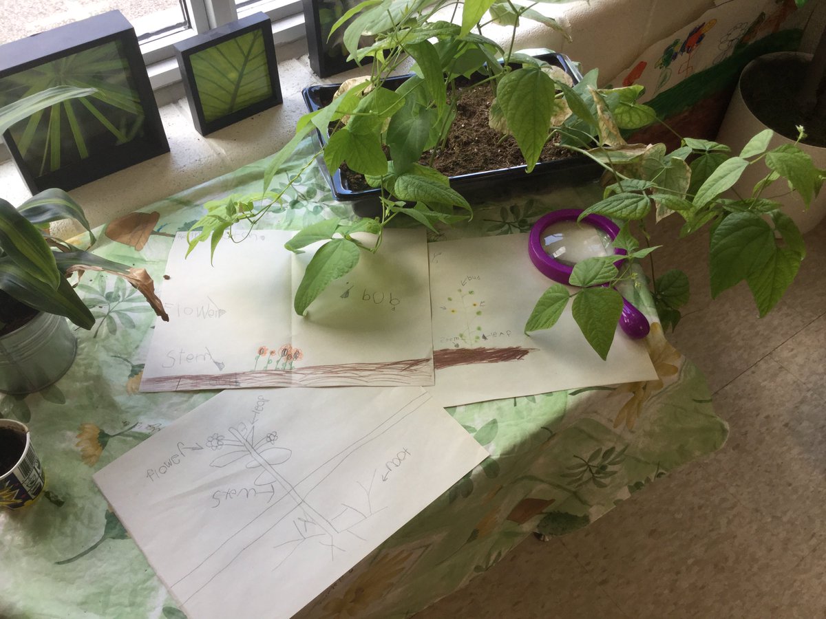 JerseyKindie's tweet photo. Drawing diagrams of our very quickly growing plants๐ฑ #rm105 https://t.co/UAS2hZxXy1
