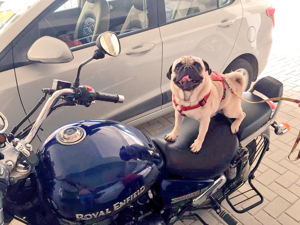 October Pixie tweet media