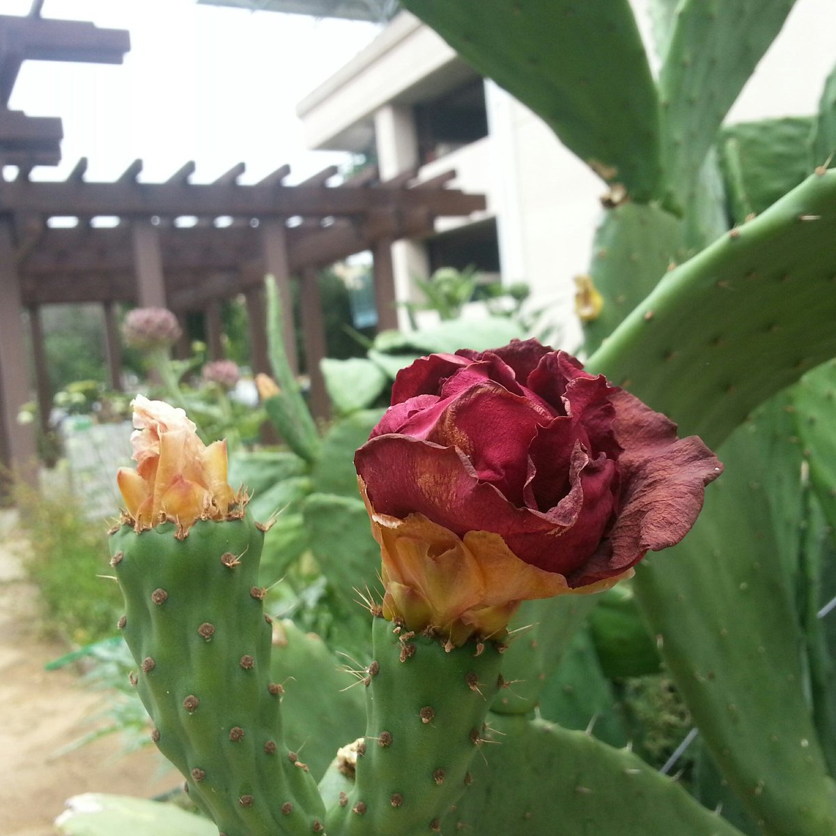 MechKimberley's tweet photo. Rainy winter -> pretty cactus flowers in one of the #CommunityGardens @Caltech https://t.co/VhMIlH6TCg