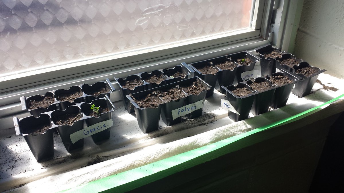 MissKatieLemon's tweet photo. @ChristianFMPSD @FMPSD It only took a week and now we have some flowers starting to grow #beautycreating #plantsgrowthandchanges #grade4 https://t.co/VpLQ2bwEVE