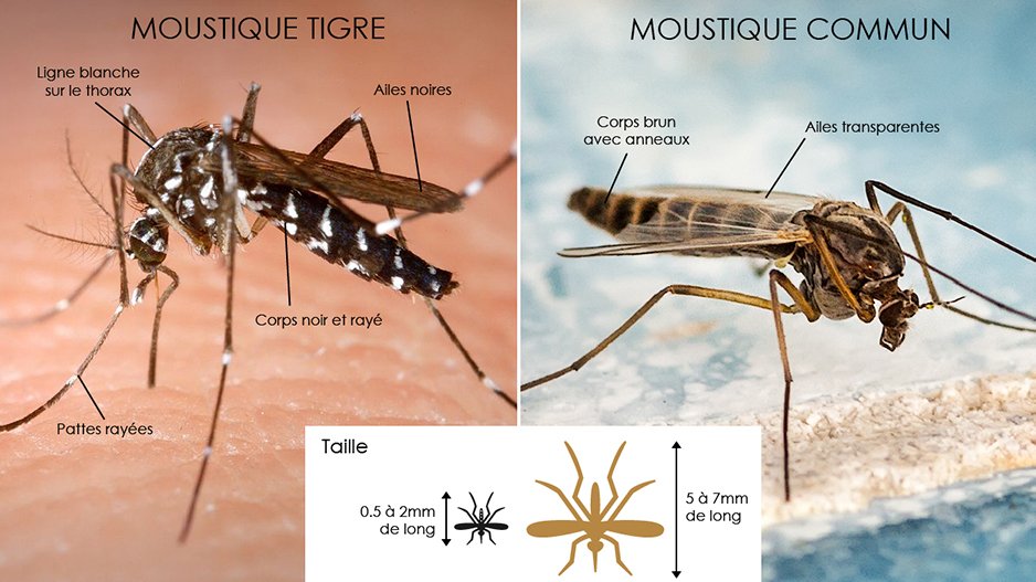 BFMTV's tweet photo. INFOGRAPHIES – Reconnaître à coup sûr un moustique tigre
https://t.co/iMYkOwBtjb https://t.co/tZmGyrvRP6