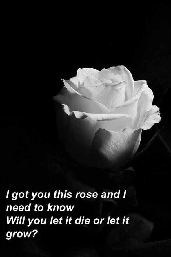 23headers's tweet image. roses // shawn mendes