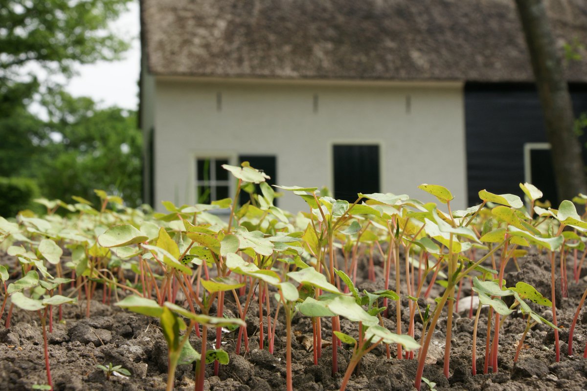 landbouwe's tweet photo. De boekweit op de @Koloniehof komt goed op. Het gewas werd 200 jaar terug door de eerste bewoners van de Kolonie verbouwd. @JacKruijer https://t.co/HniMkXYllR
