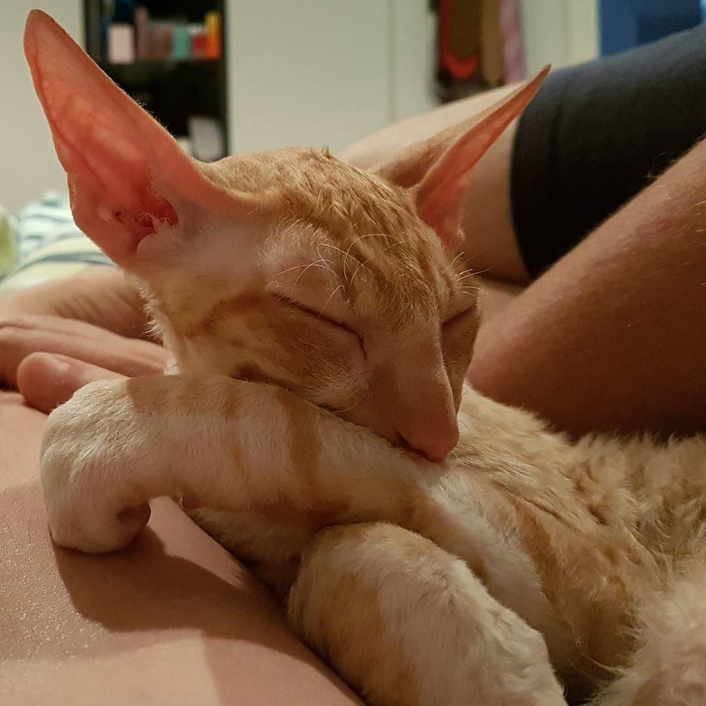 KobiSabi's tweet photo. Practising my dab #dab #dabulous #catdab #pleasedonttrydad #catstagram #rex #crex #cornishrex https://t.co/7KEUSsVgWc https://t.co/SMEqZWLdzd