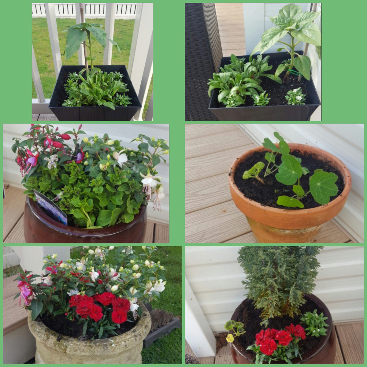 Rachael Boro tweet media