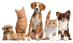 Coming up today on the @MeehanCarolAnne show. 'Ask the Vet' at 2:15pm, call in with your pet questions 613-750-1310 https://t.co/LGP2EJQak0