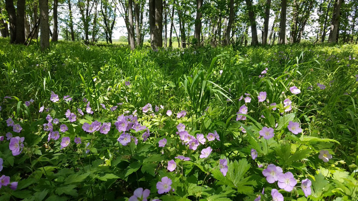 ecologyllc's tweet photo. Monitoring season has begun! #vegetationmonitoring #ecology #plantcommunities #woodlands #wildgeranium #geraniummaculatum https://t.co/bzc9sHf8Fg
