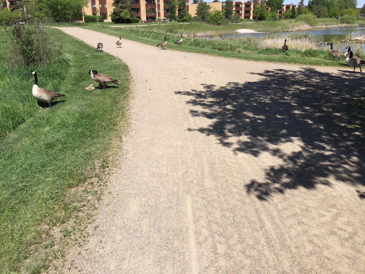 Denise13F's tweet photo. Potential #roadblock #angrygeese. #EmbraceTheGrind #ChallengeAccepted video rolling 😂 https://t.co/HT7kE2fhsG