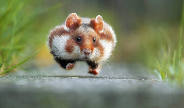 SandSeaTravels's tweet photo. Comedy Wildlife Photography Awards Winners and Their Amazing Travel Stories - 10 Pictu https://t.co/KckF4T6LpI... https://t.co/xkRPDBuxYL