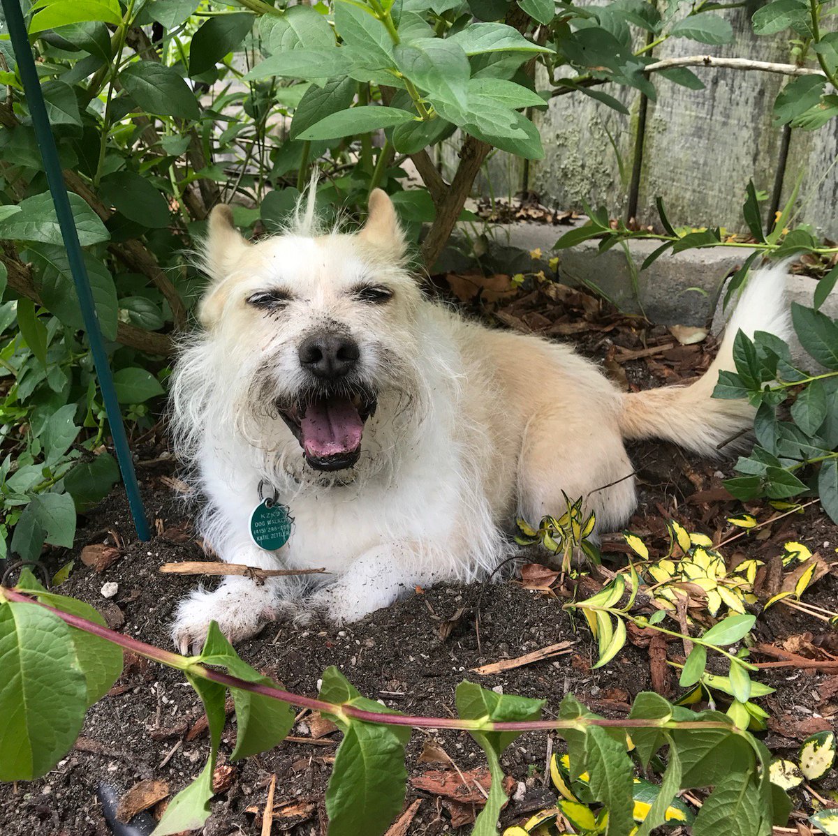 SF_DogPhotog's tweet photo. Pleased with ourself after digging in mom's garden #mypets https://t.co/n75XkXWA1U