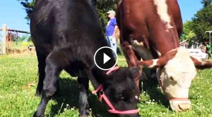 UnexpectedEnt's tweet image. These Lovely Cows Are INSEPARABLE. When You See What They Do All Day? SO CUTE! unexpectedentertainment.net/lovely-cows/