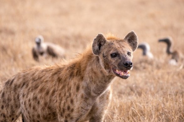 What hyenas can tells us about the origins of intelligence bit.ly/2rCfVuD