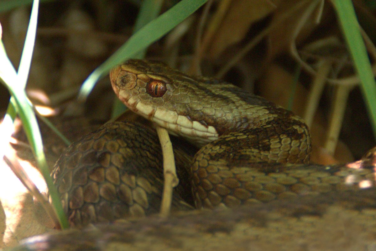 RemcoBeen's tweet photo. Afgelopen zondag op zoek geweest naar de #adder op het #dwingelderveld  er lagen er vier half in de schaduw @waarneming @Natuurmonument https://t.co/vsa6N94SXu