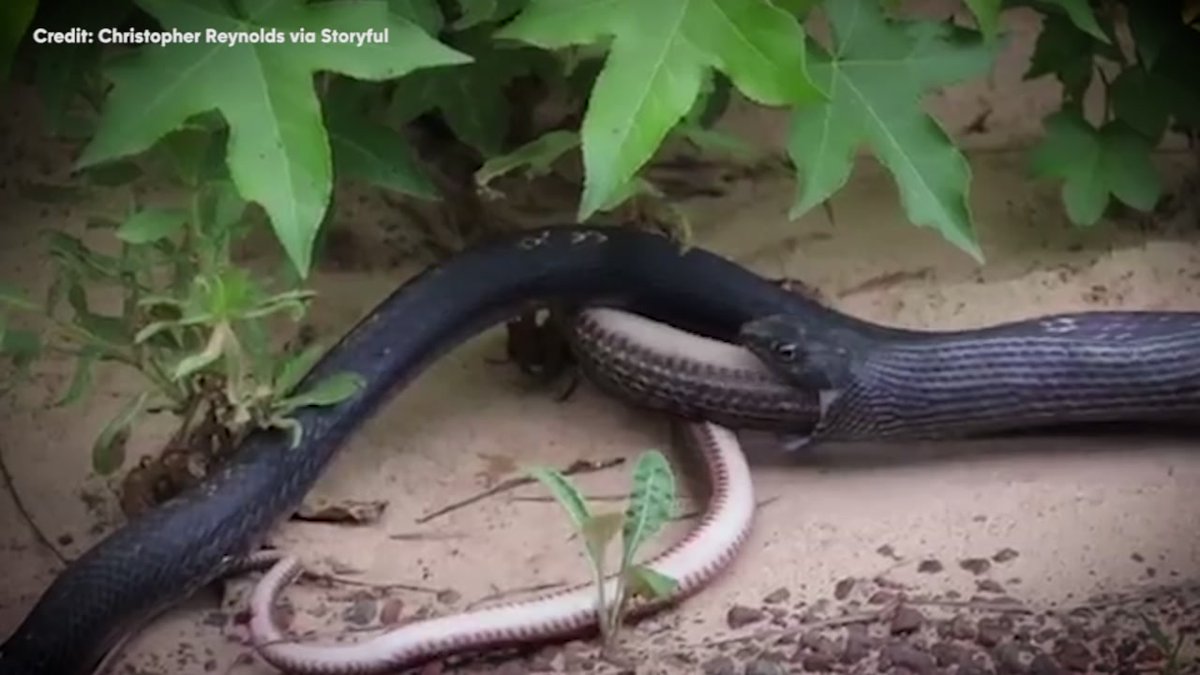 ABC7's tweet photo. VIDEO: Snake regurgitates another live snake in Texas https://t.co/7NHYVS4N2c https://t.co/g4z2DSN3jx