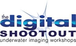 schulz_steffan's tweet photo. https://t.co/pa88KQQqvI Just around the corner. Happy to be presenting at the #DigitalShootout #Bonaire#underwaterimaging#adobepremiere https://t.co/SYYLYBXWDX
