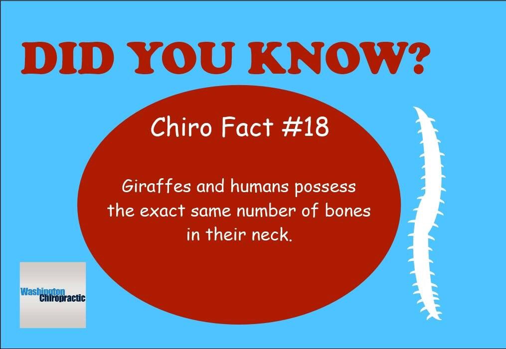 Wash_Chiro's tweet photo. #DidYouKnow #ChiroFacts https://t.co/rvd15XOdWm
