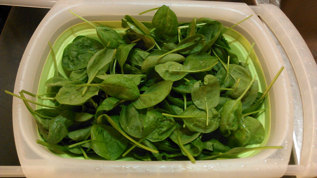 Yoolz's tweet photo. My very 1st spinach harvest from our spring garden. Making spinach salad for dinner. #freshRules #soDoesBacon https://t.co/IqK2EhRpbu