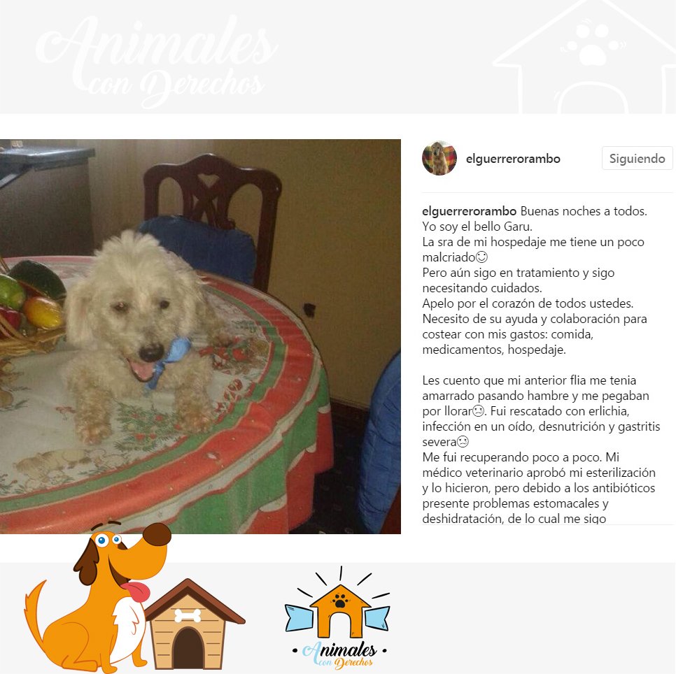 AnimalesCD's tweet photo. Fue rescatado con erlichia, se sigue recuperando. quienes puedan colaborar 
-0108 0307 11 0100071621 Provincial Wendy Leon, C.I. 13.741.457 https://t.co/S4InTaQI5F