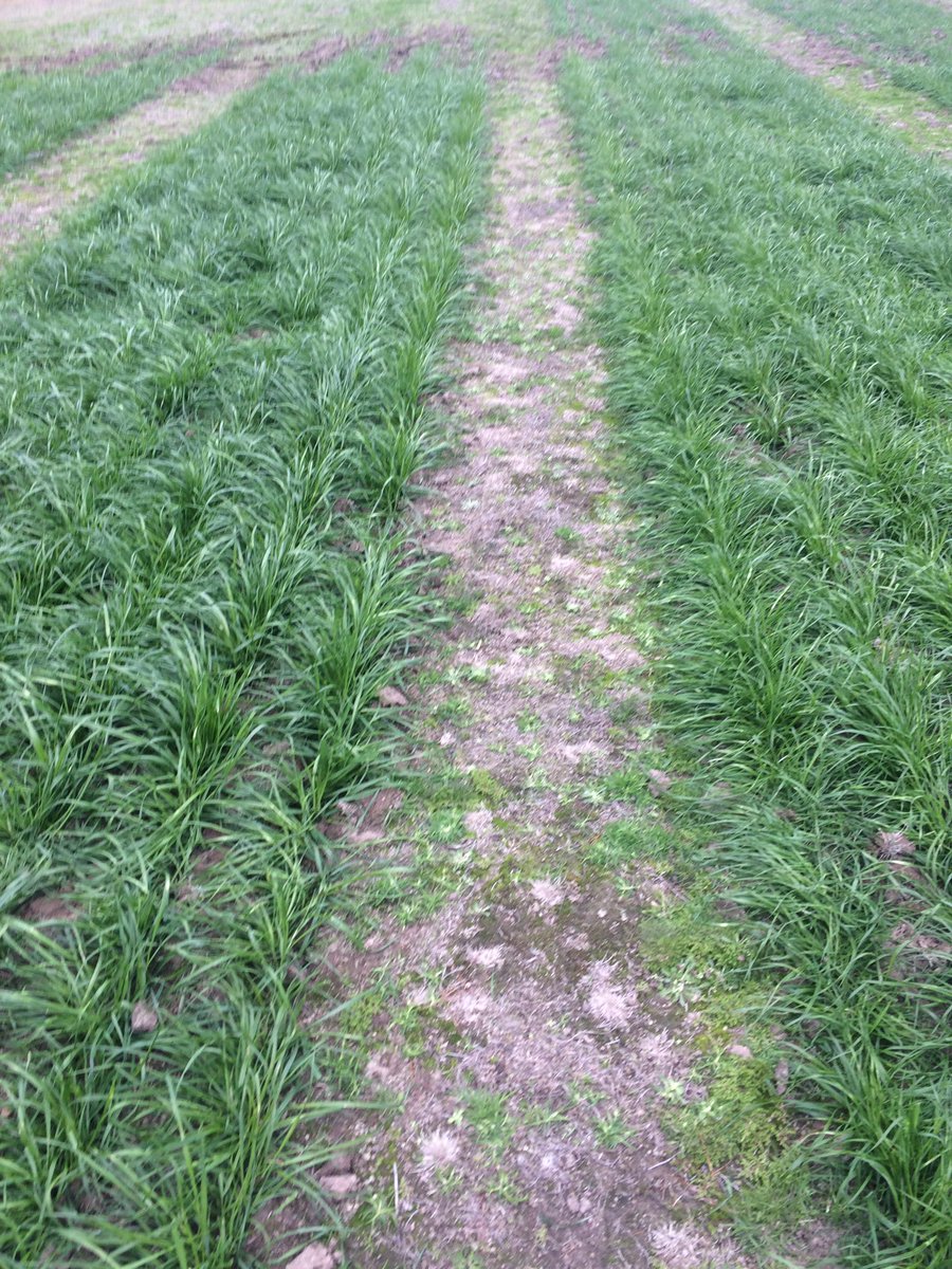 Jim_Colquhoun's tweet photo. #Dynagro tetraploid italian cv #Meroa on the left compared to our old favourite Feast II on the right.  Sown 4/4/17 #impressive #getgrowing https://t.co/ATOKHkZYpl