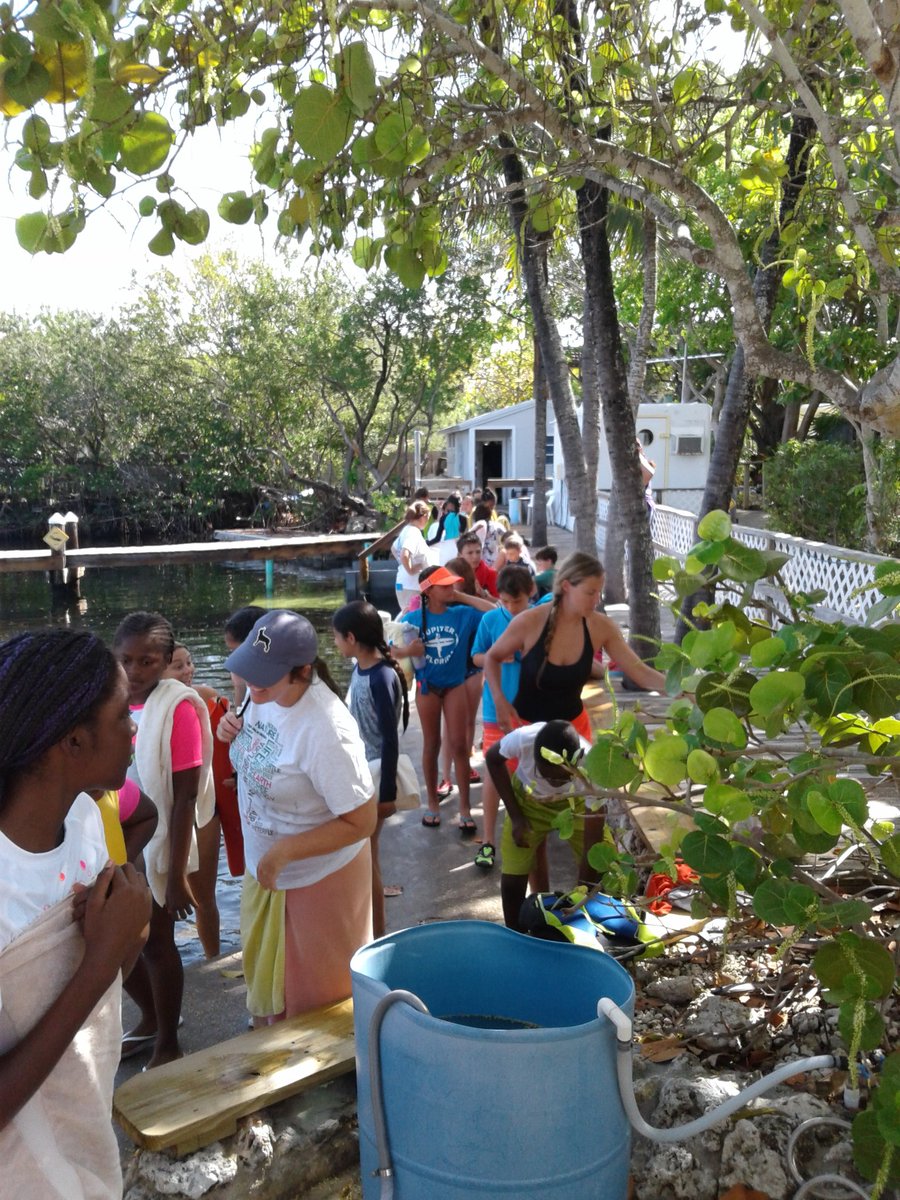 PoincianaStem's tweet image. @PoincianaStem Snorkling Pandas a little nervous about our swim test this morning! We all passed! #marinelabkeylargo
