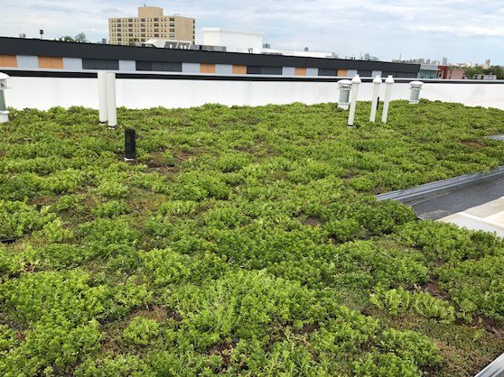 CGreenTech's tweet image. Check out our recent #greenroof installed @ 2501 W. Armitage in Chicago! Thx 2 our partners @AntunovichAssoc &amp;amp; Wolff Landscape Architecture!