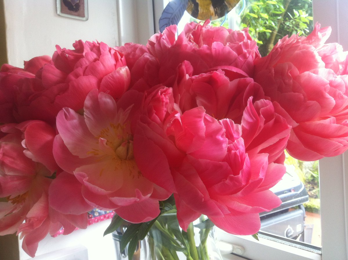 HappyBotanical's tweet photo. A lovely big bunch of #cornishgrown peonies. https://t.co/xjLmLBTDDk