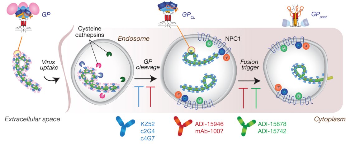 mmw_lmw's tweet photo. #EbolaV | Antibodies from Human Survivor: defines protective sites | Dye Chandran Bornholdt #MAPPBio @CellCellPress https://t.co/JWGbcv0oy9 https://t.co/0KQJ9PnMTs