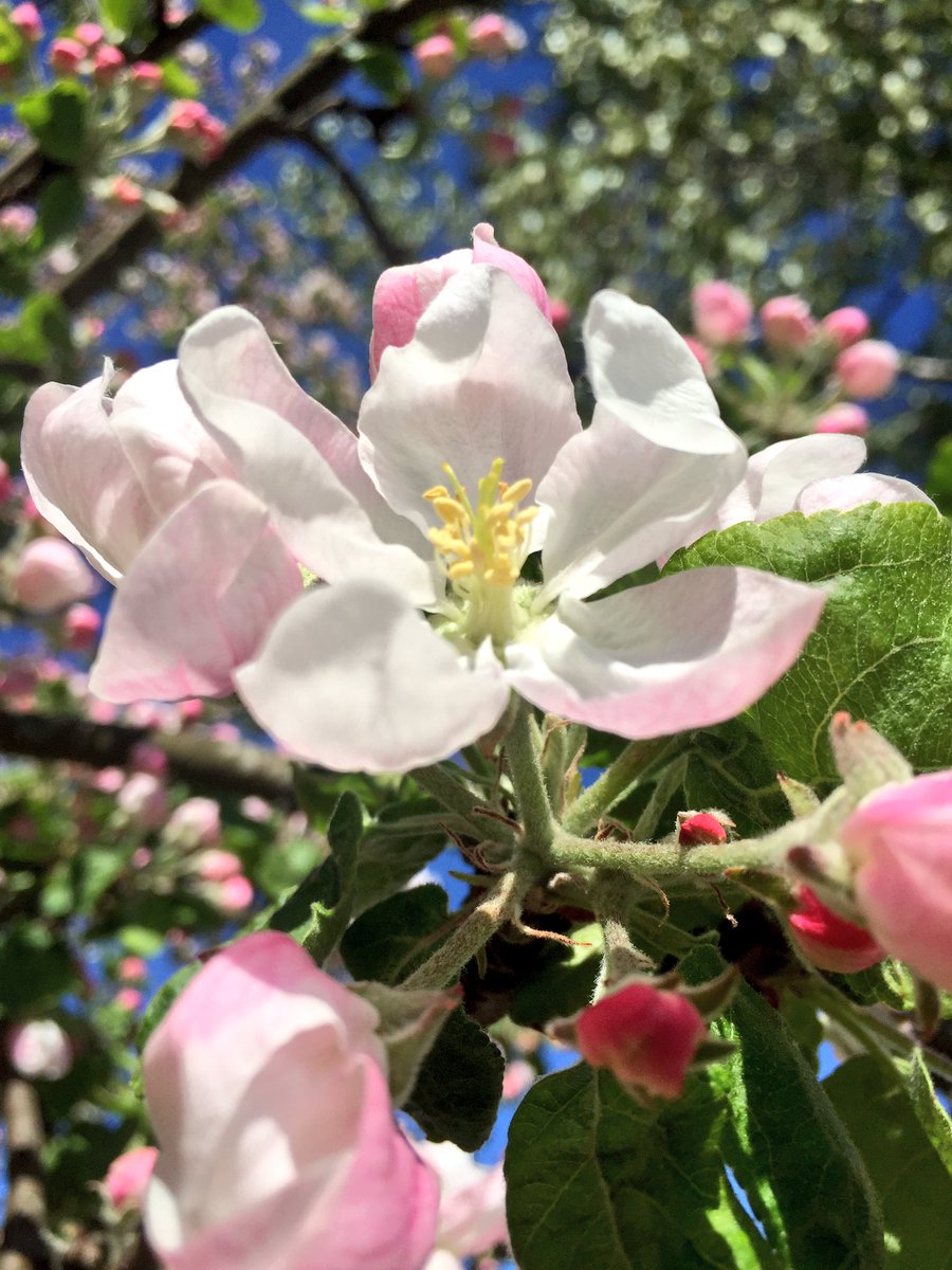 annefrilund's tweet photo. Oi ihana toukokuu #omenapuunkukat #appletree #blossoms #may2017 #toukokuu #Suomenkevät #juhlienaikaa #äppelträd #blomning https://t.co/1IsRnE4jvs
