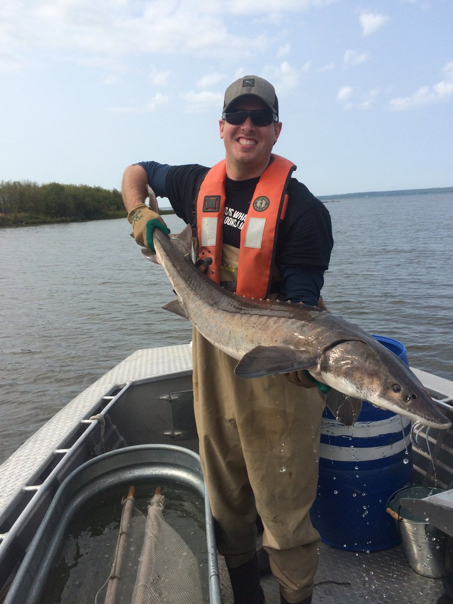 namespetra's tweet photo. #NEOS grads! Internship with #MNRF doing #Fisheries work. You could end up working with a #LakeSturgeon.  https://t.co/ozZjPWj9eS https://t.co/Y1daib7EoU