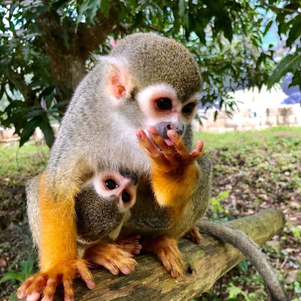 bavarorunners's tweet photo. There are many ways to breastfeed the little monkeys, but we believe this is the cutest one so far. #runnersadventures #drgo4it #dominicanr… https://t.co/I84IW7SRCH