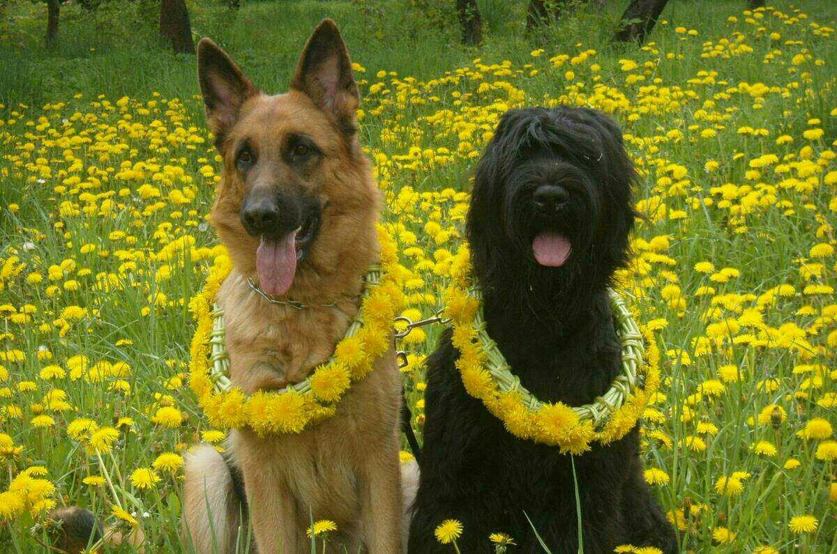 StephanieMPatc2's tweet photo. Meet duke and sadie. They just married!!! https://t.co/AandmUIOCj