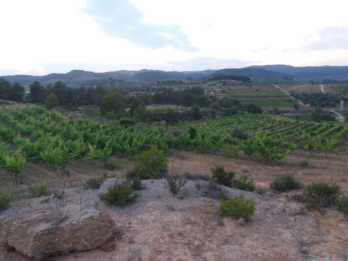 CellerFrisach's tweet photo. Tu t'has criat entre coscolls, barrancs i als serralls per això ets dur de pelar! #GraFort #OrgasmicLands #organicfarming #CorBeraDEbre https://t.co/lwljDKYGPU